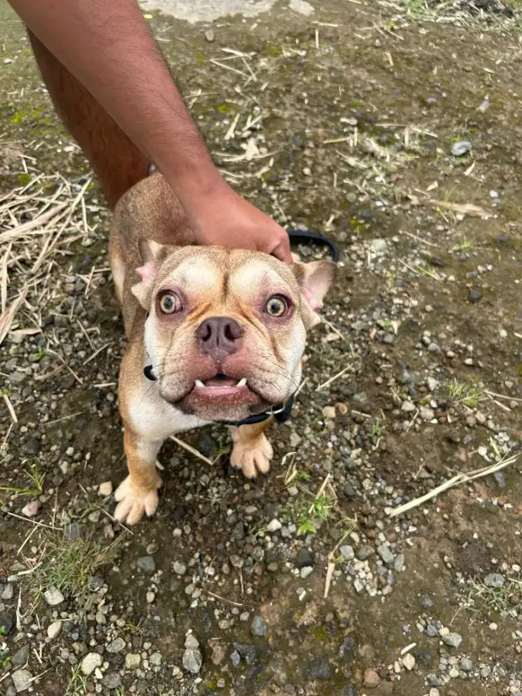 American bully betina kosongan