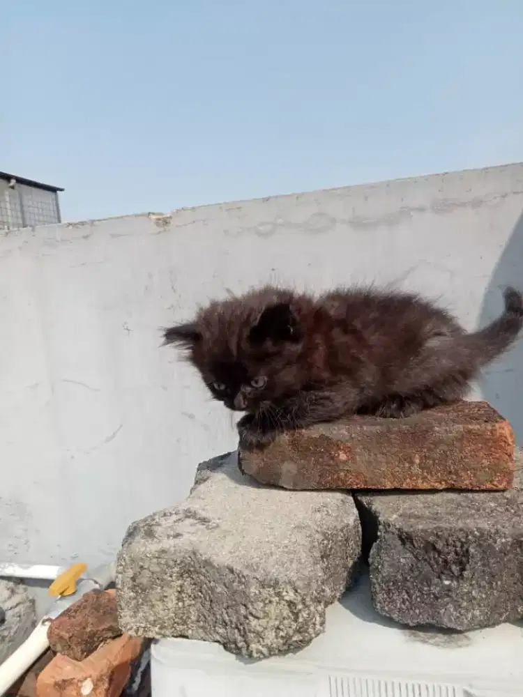 Lowongan kerja mengurus kucing di kedoya jakarta barat