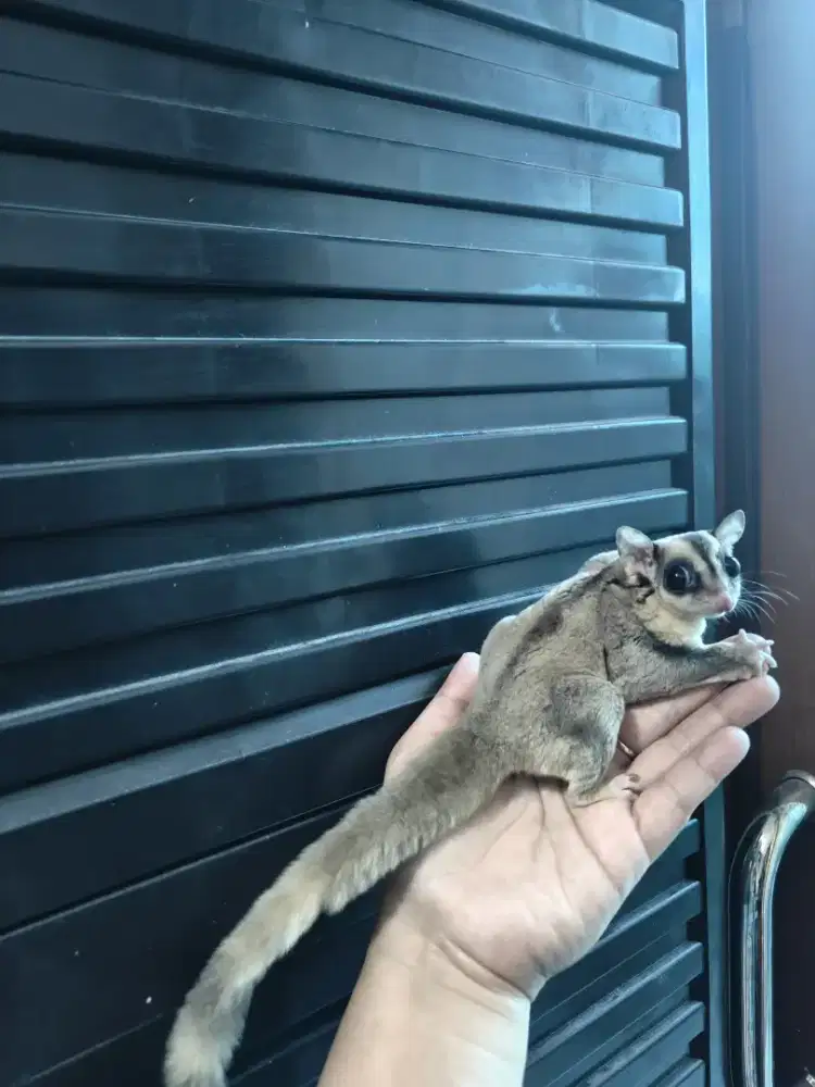 Sugar glider classic betina