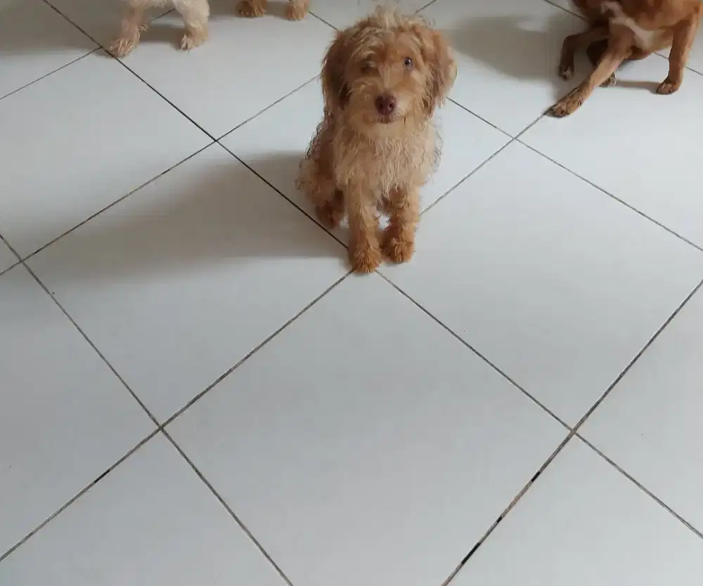 Anjing Maltese Poodle