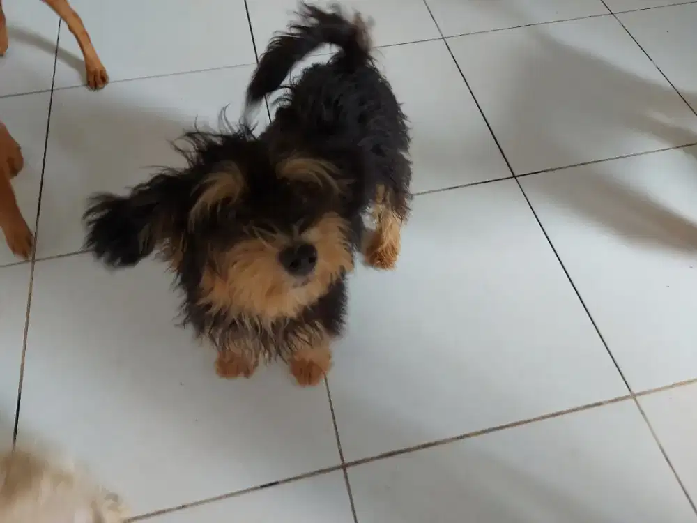 Anjing Maltese Poodle