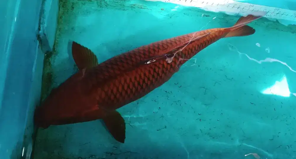 Koi Chagoi Tembaga Penjinak Kolam