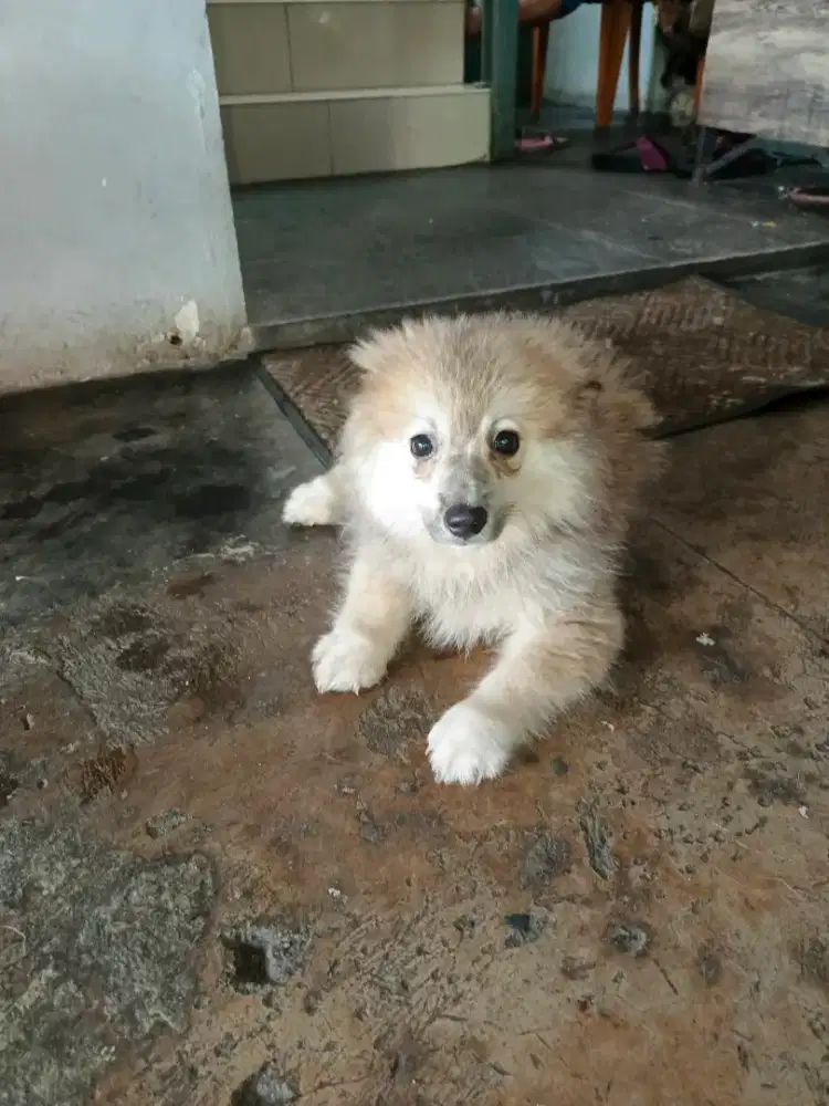 Jual murah pom jntan