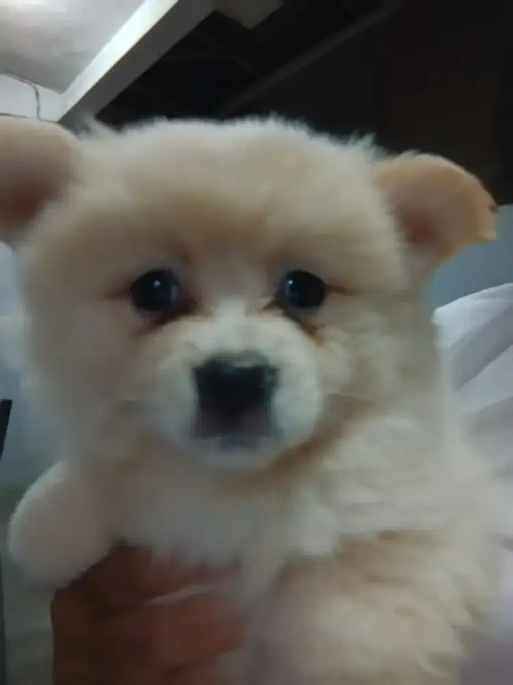 Jual murah punya betina