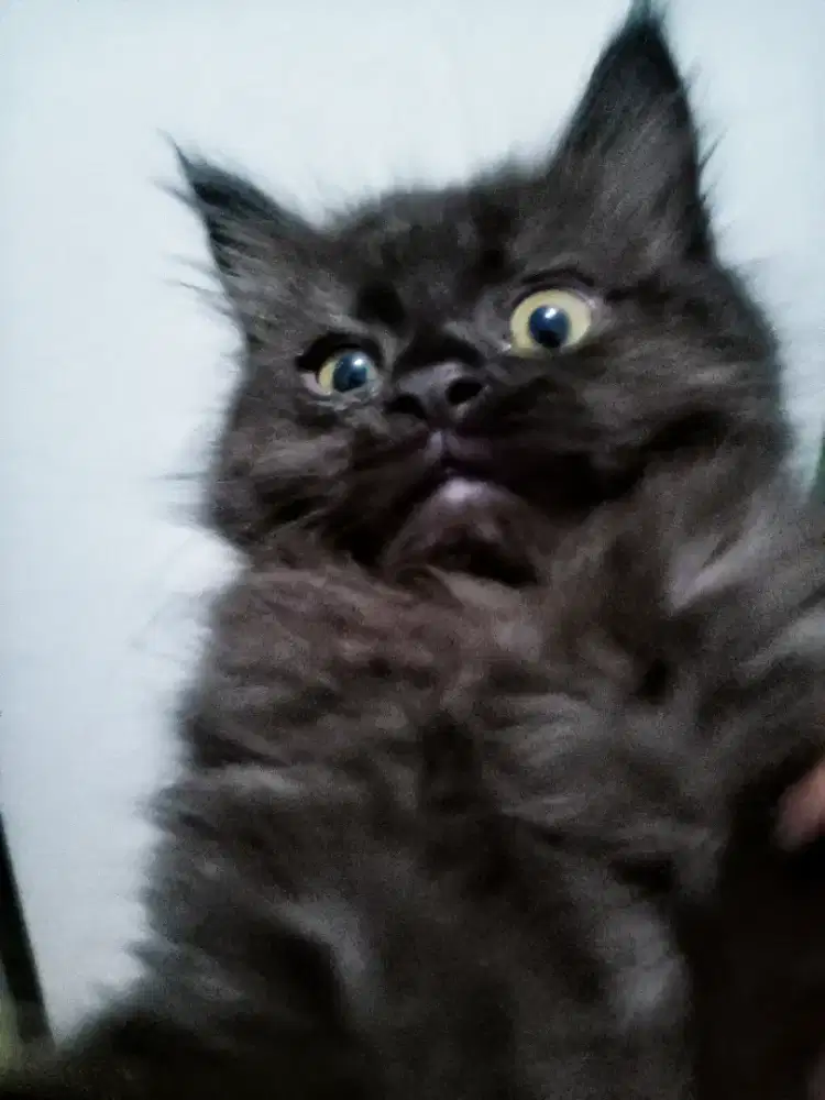 Adopsi Kitten Jantan umur 2 bulan