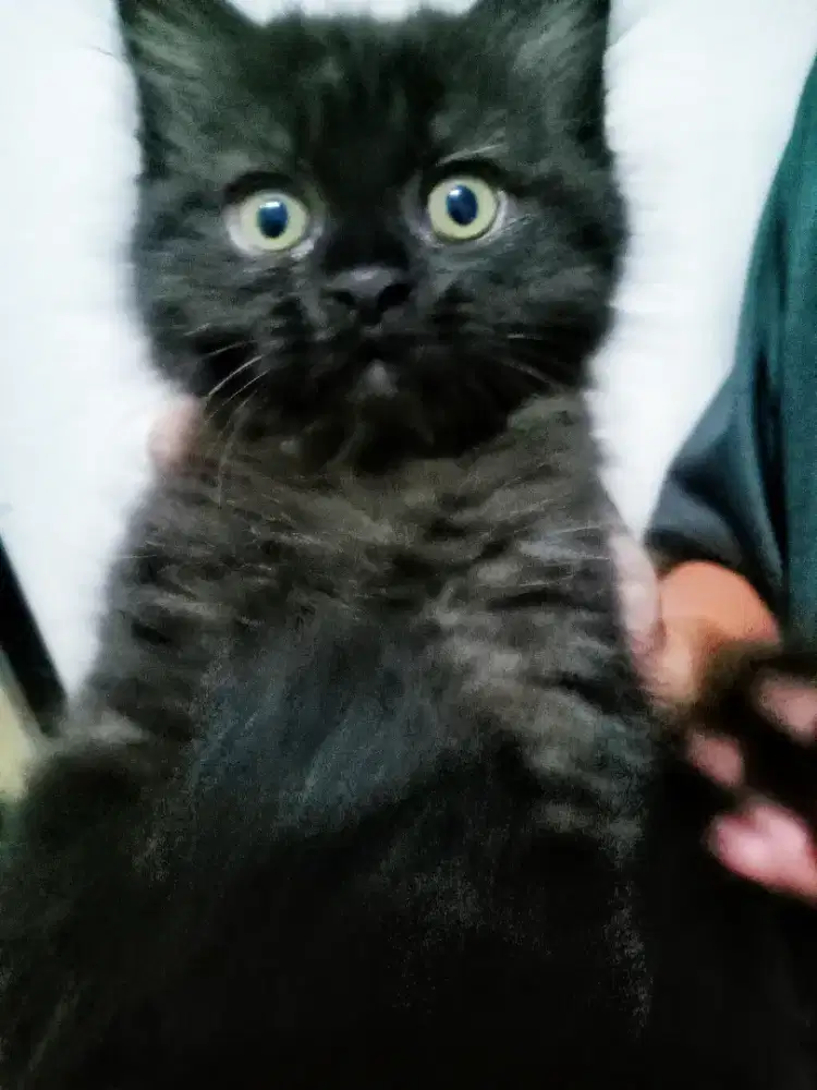 Lepas Adopsi Kitten Persia Jantan