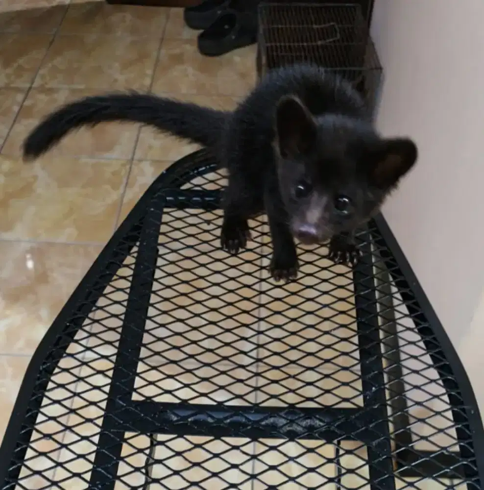 Musang Lombok 2 Bulanan