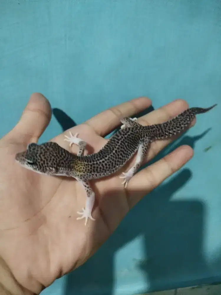 Gecko BNP Line Tremper