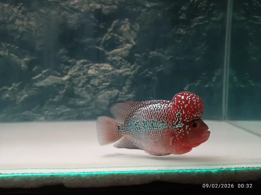 Louhan Super Red Dragon 4 Jari