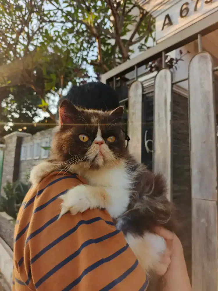 Persia peaknose betina birahi