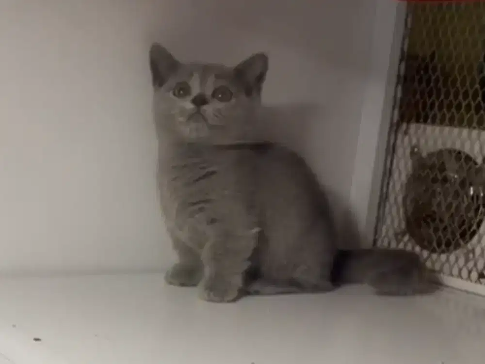 Munchkin BSH Blue Solid Betina British Short Hair Kitten