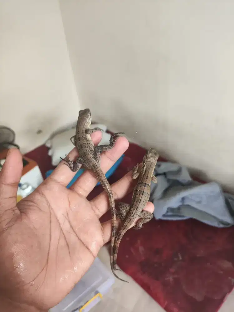 Iguana similis baby