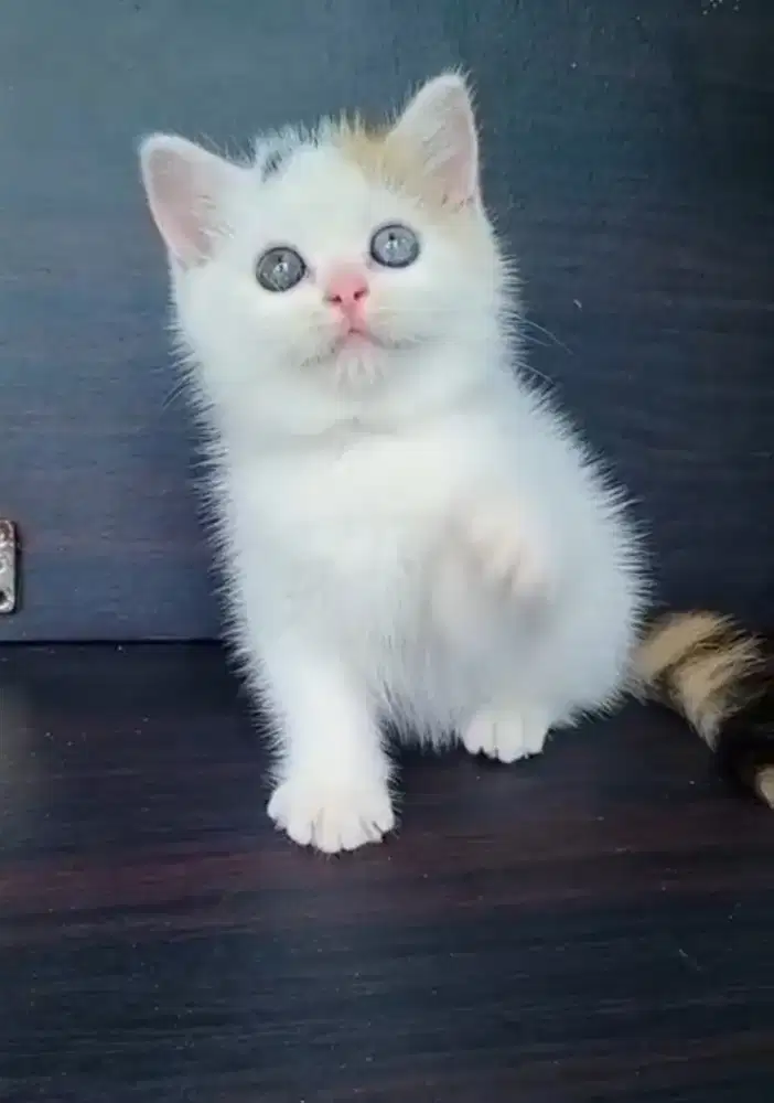 munckin bsh Nonstandar