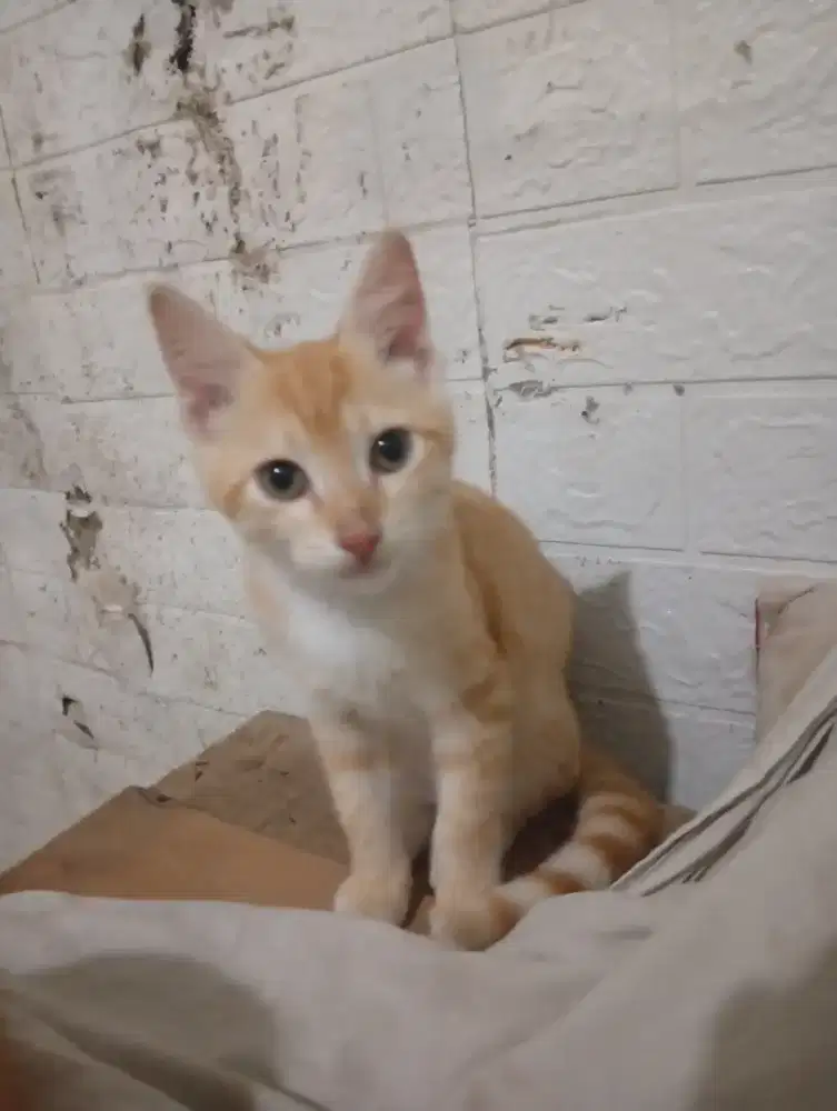 Kitten mix jantan