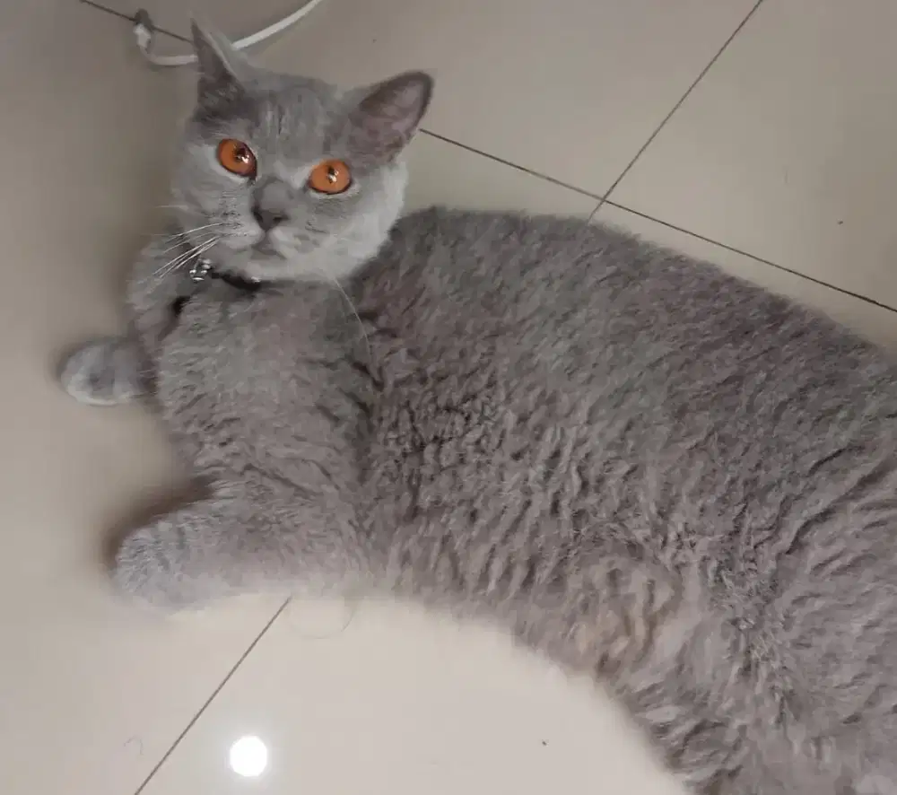 Kucing british shorthair bsh british short hair