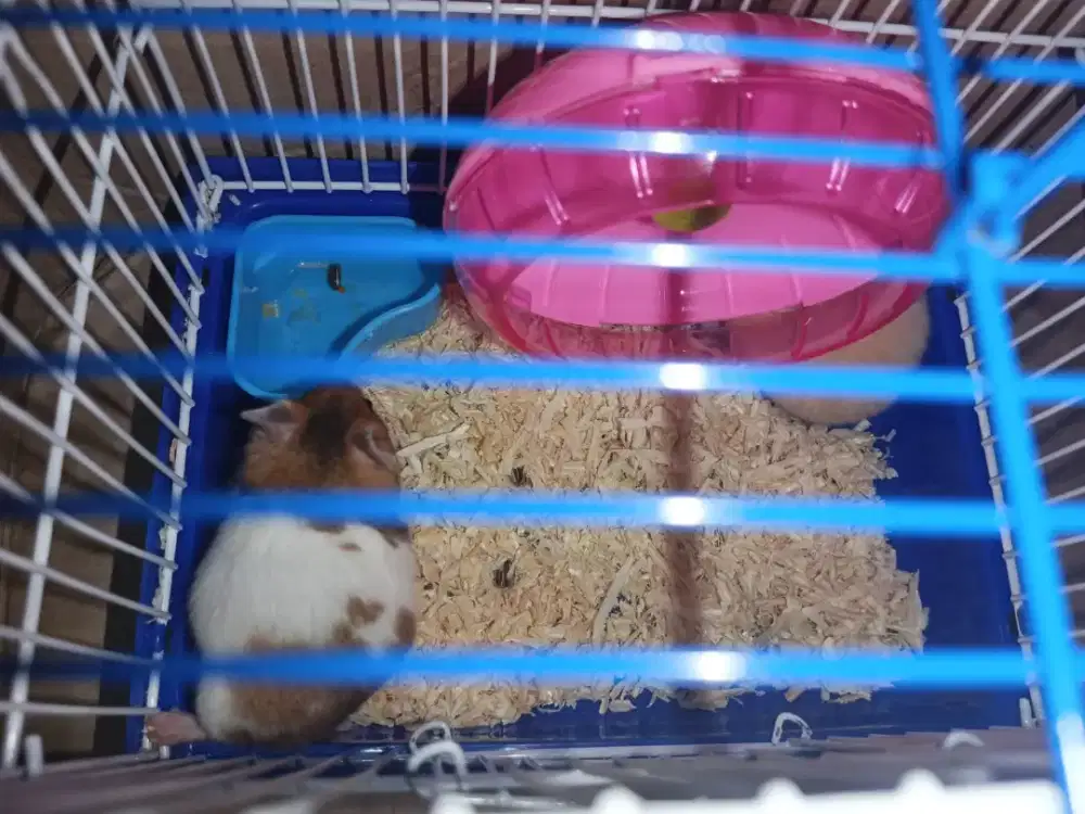 Hamster Syrian Sepasang