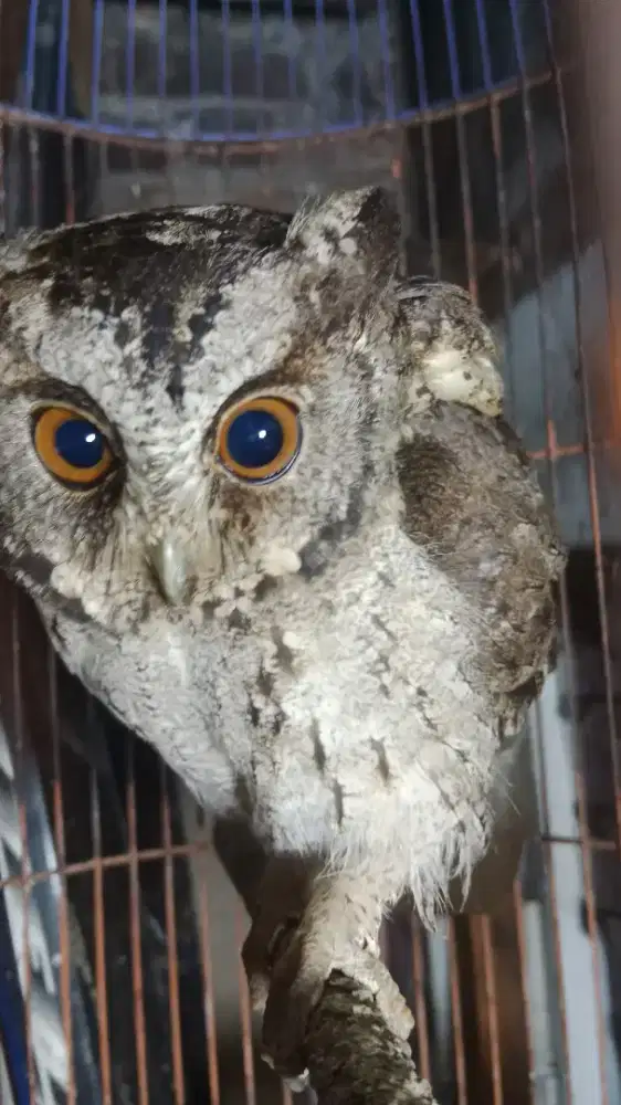 bismilah jual burung clepuk