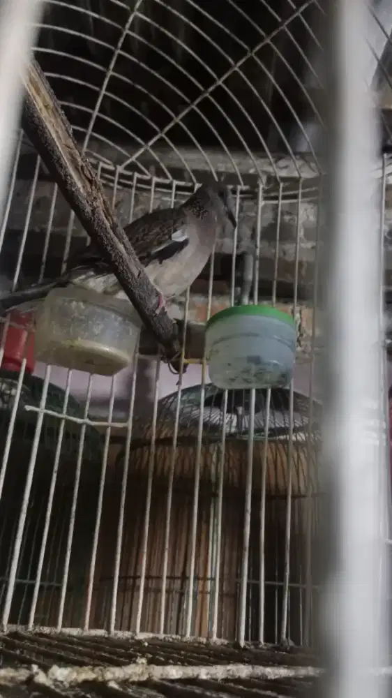 burung tekukur guk dua