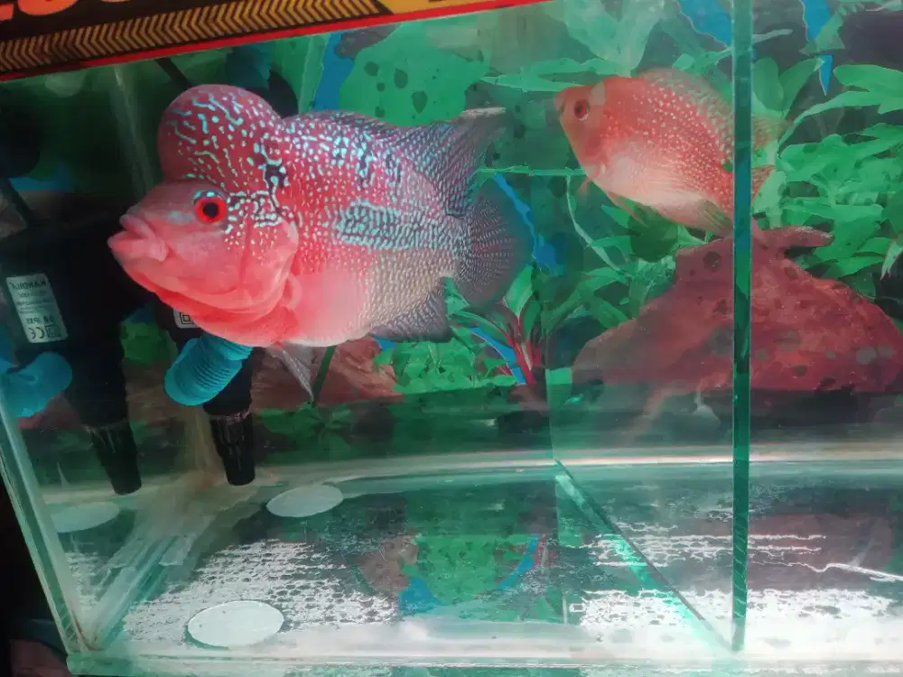 Jual BU 2 ikan louhan SRD,GB