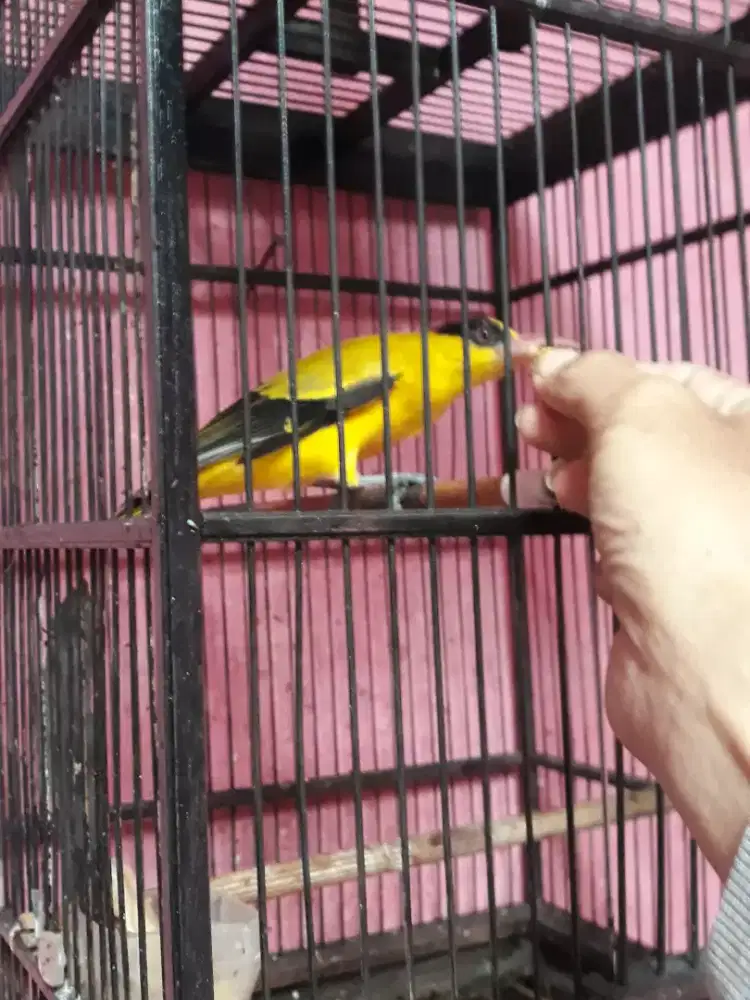 kepodang mas priangan udah bunyi