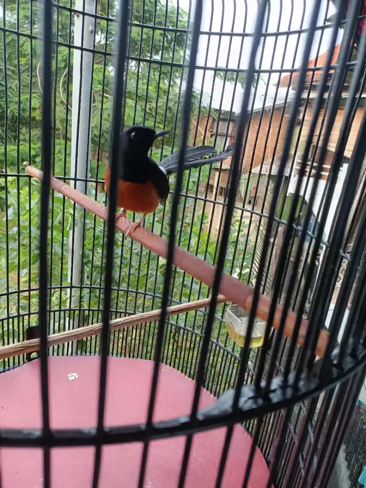 Di jual murai peretasi ekor 22 gacor