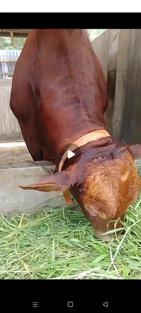 Lembu Qurban tahun 2026