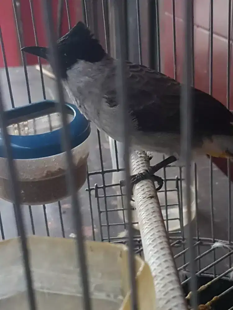 Kutilang jambul jinak