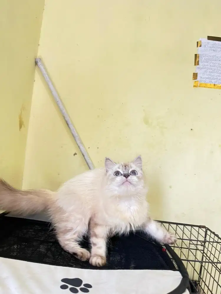 Persia himalaya ragdol 5 bln