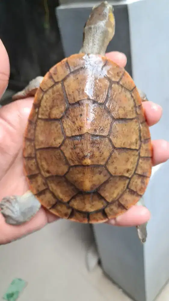 Kura Damer atau dada merah, bukan brazil atau res