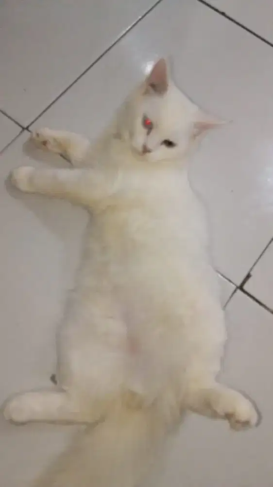 kucing mainecoon mix persia