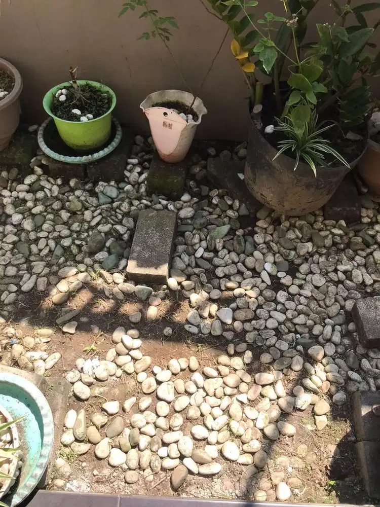 BKI ALL 50 JUTA BATU CORAL TANAMAN POT BUNGA TAMAN KEMBANG IJO JAM DLL