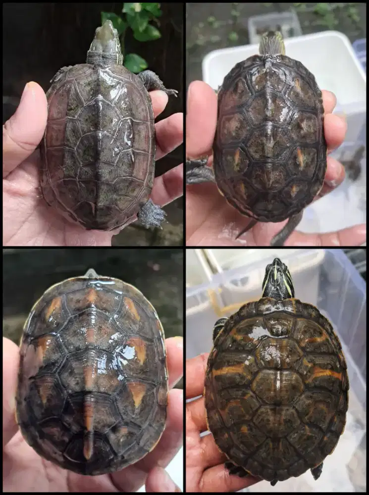 Kura kura chinemys, sinensis dan rbn, bukan brazip atau res