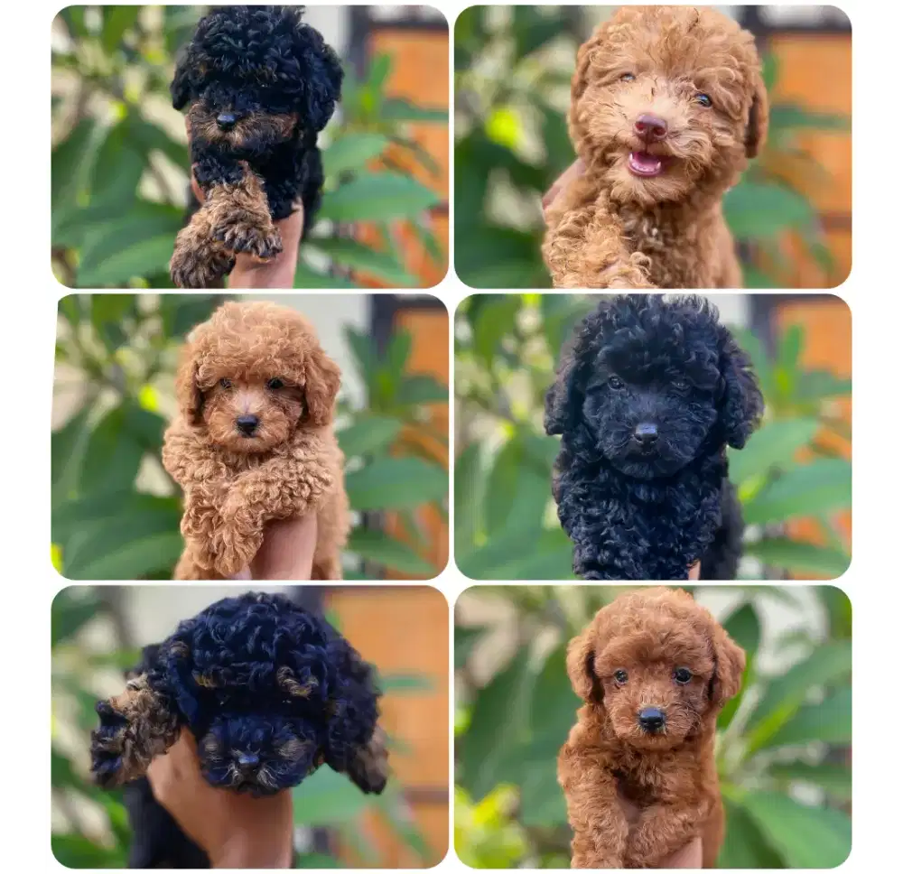 Poodle stambum & non stambum