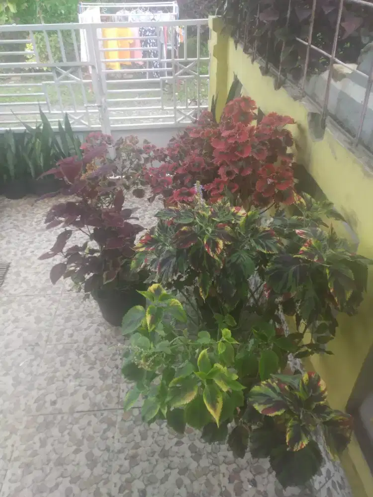 Borongan tanaman hias miana.