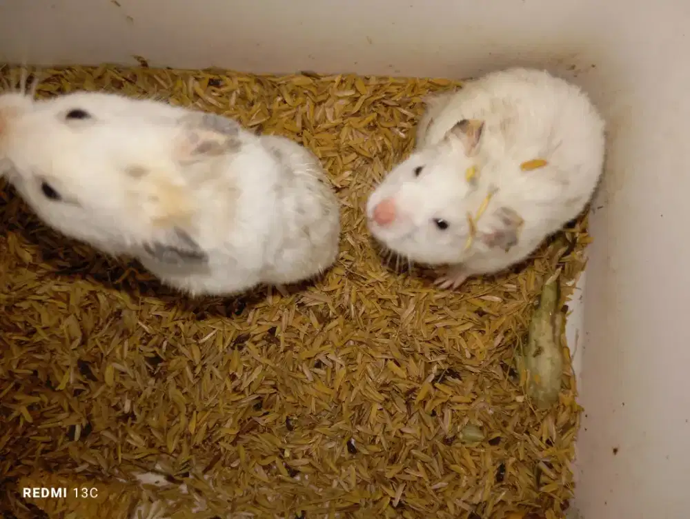 Hamster Fujiyama sepasang