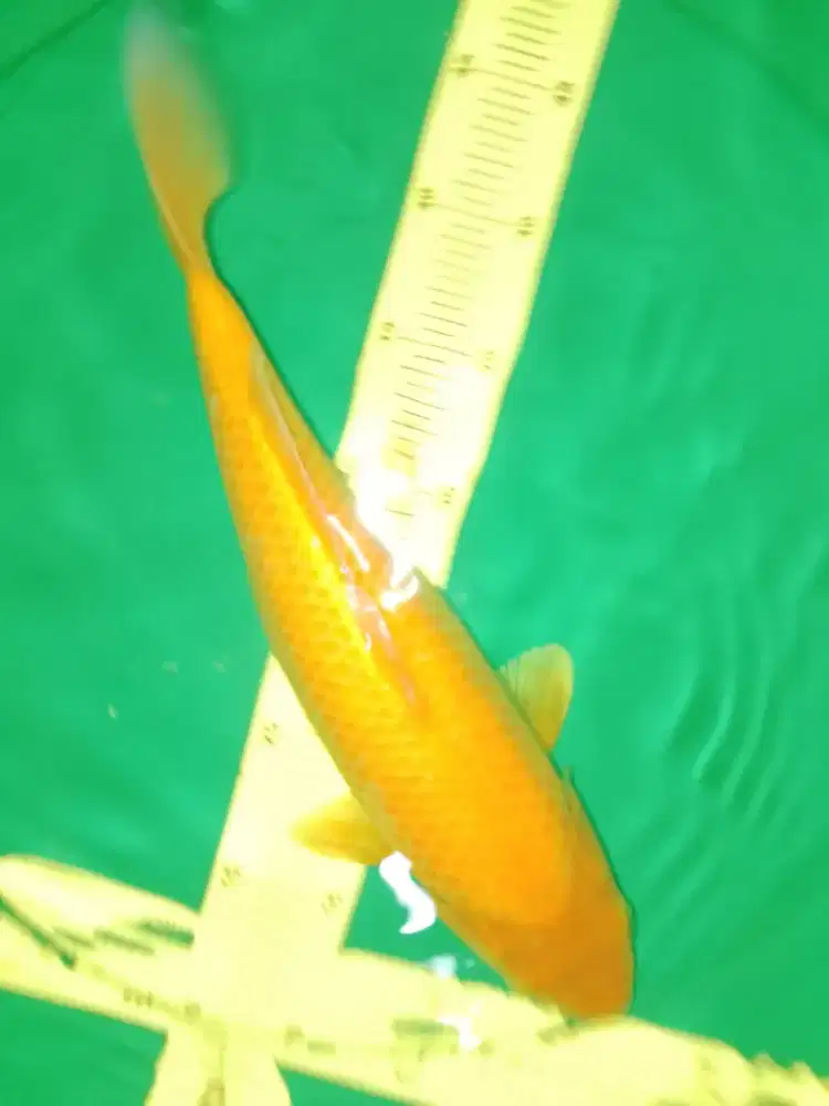 Ikan koi jenis Karashi 40cm warna kuning