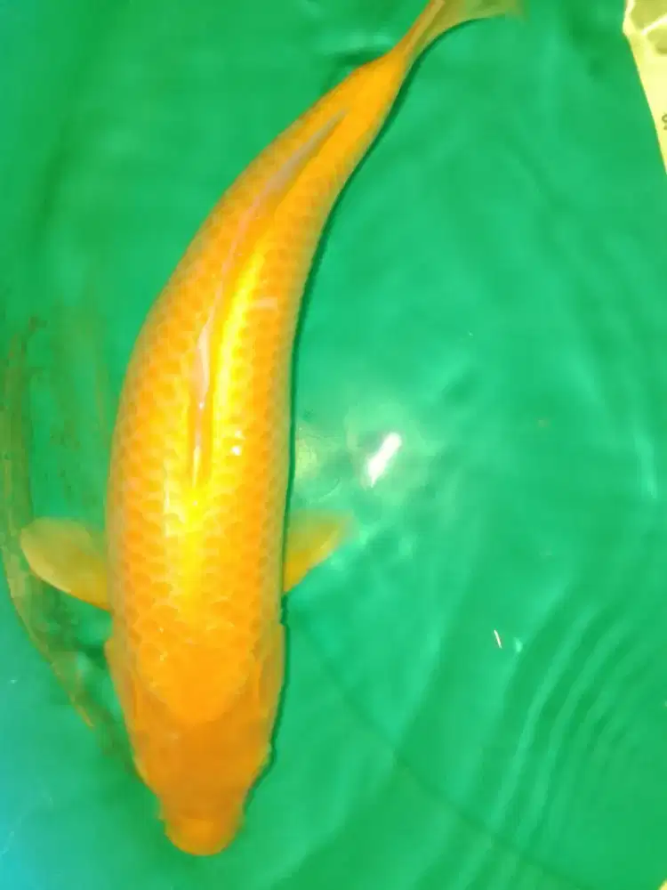 Ikan koi jenis Karashi 40cm bagus