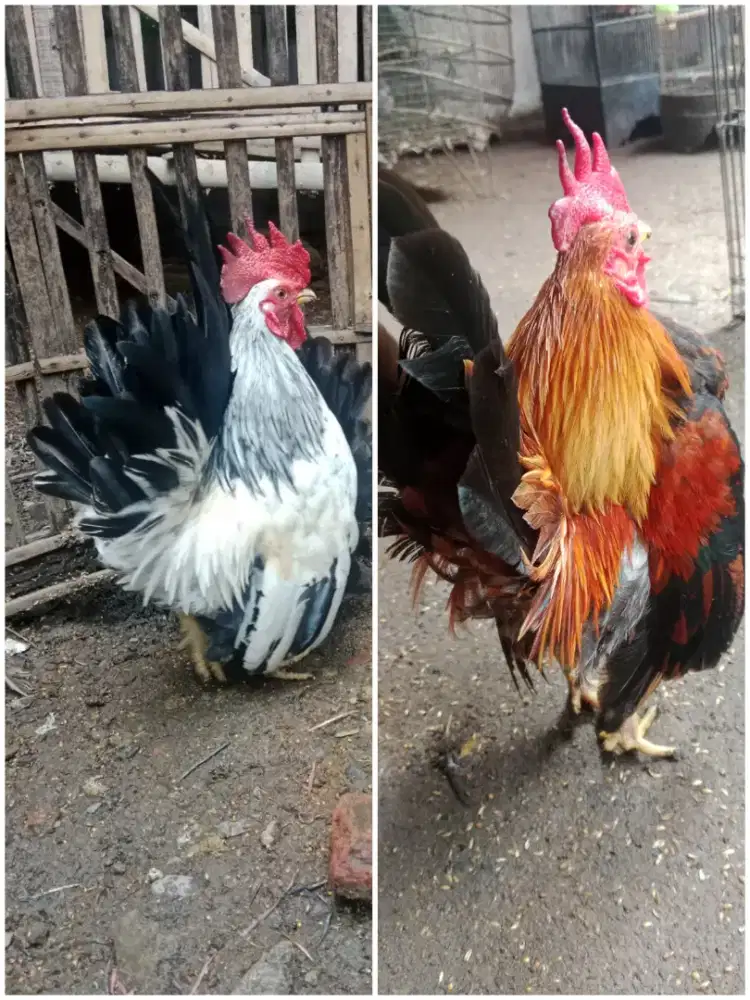 Ayam hias serama dan kate pasangan
