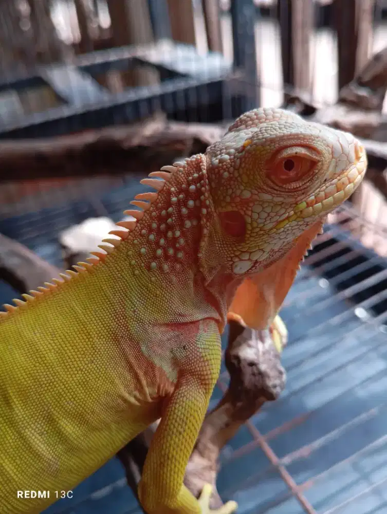 Iguana albino mulus