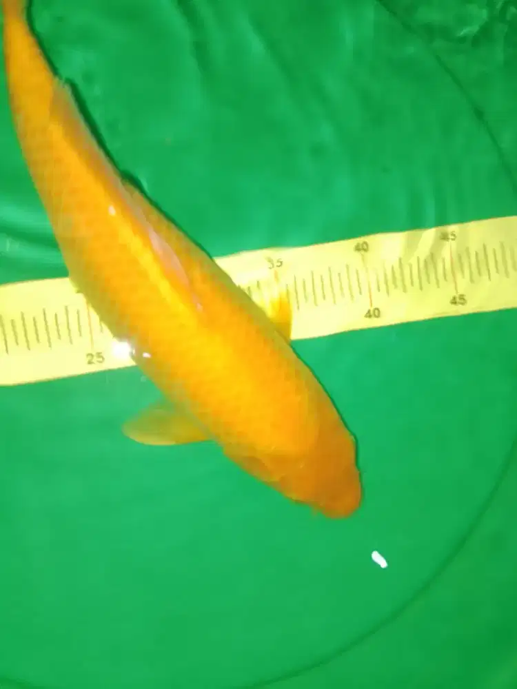 Ikan koi Karashi 40cm penjinak kolam