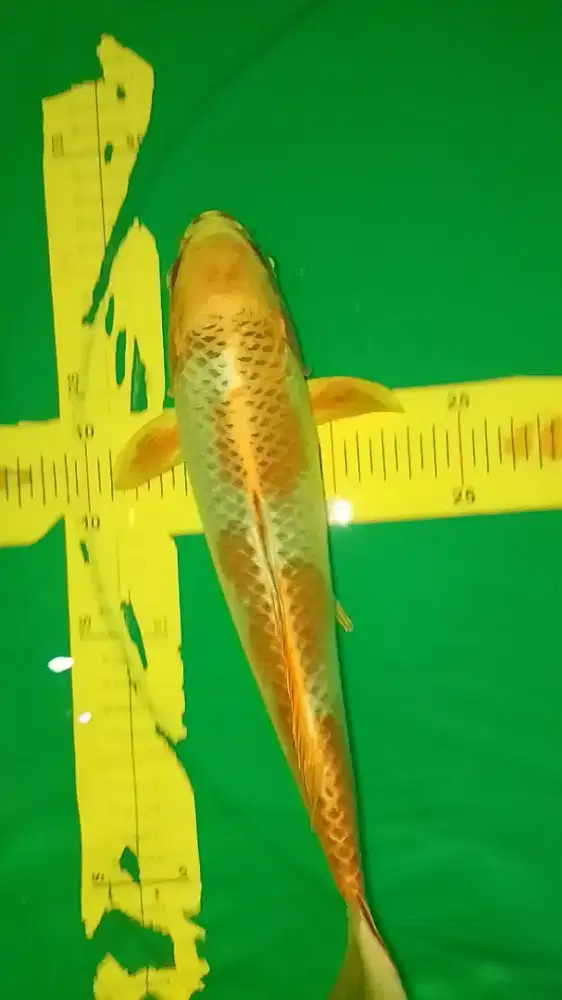 Ikan koi jenis Kujaku 36cm warna kuning