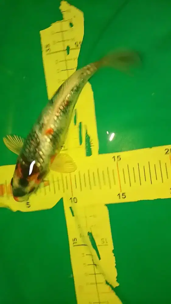 Ikan koi jenis Kin Showa Ginrin 23cm jarang ada