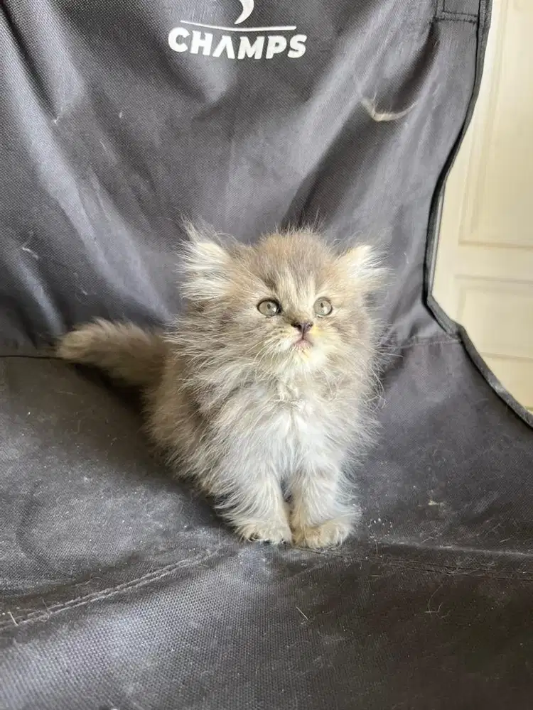 Persia longhair warna favorite