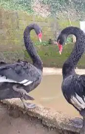 sepasang indukan black swan unggas koleksian exotik angsa hitam 2 thn
