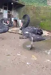 sepasang indukan unggas hitam black swan 2 tahunan exotik unik rawatan