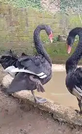 sepasang indukan unggas hitam black swan 2 tahunan exotik unik manteb