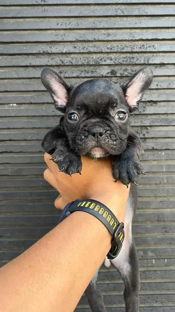 French stmbum 4btina 2jntn