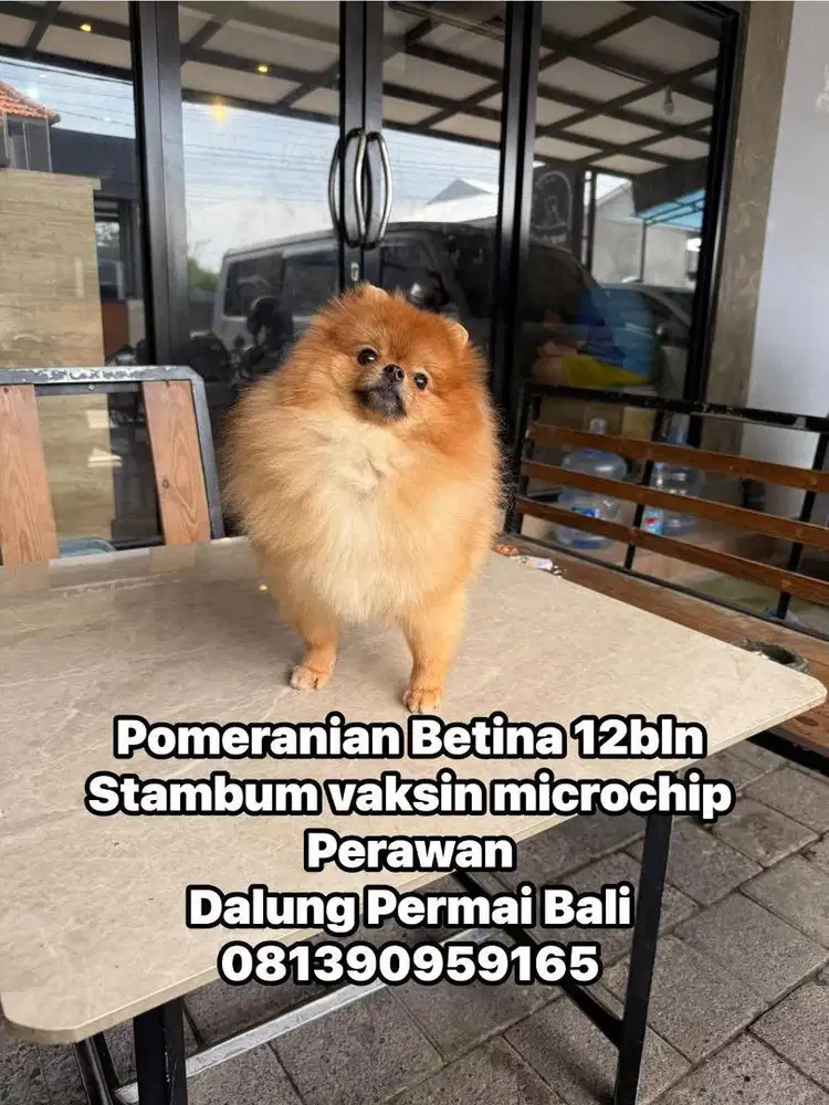 Pomeranian sable Betina 12 bln
