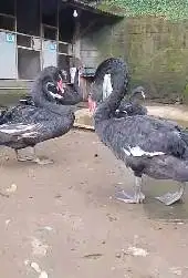 sepasanhg indukan unggas hitam black swan 2 tahunan exotik unik langka