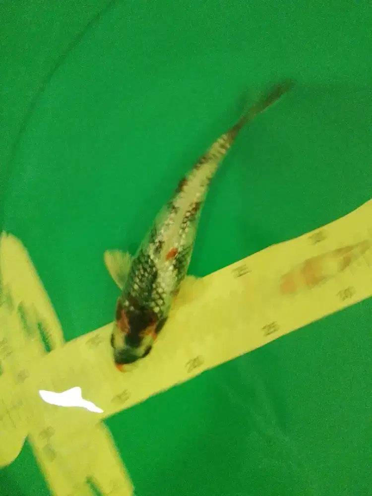 Ikan koi jenis Kin Showa Ginrin 23cm antik